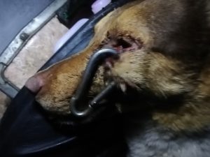 Read more about the article Stray Dog Found With Metal Clip Pierced Through Face