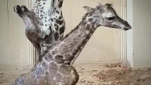 Read more about the article Moment Newborn Giraffe Baby Stands Up For First Time