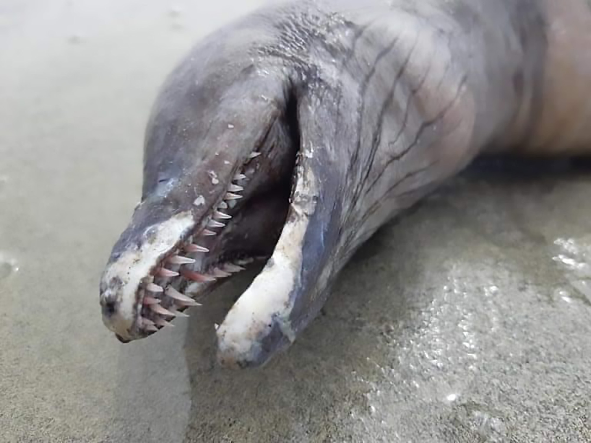 Read more about the article Strange Creature From Depths Washes Up On Mexican Coast