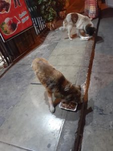 Read more about the article Restaurant Serves Tasty Meals To Stray Dogs