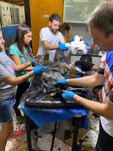 Read more about the article Dog Found Covered In Tar And Almost Petrified Saved