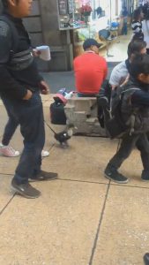 Read more about the article Duck With Trainers Spotted On Tube With Boy Owner