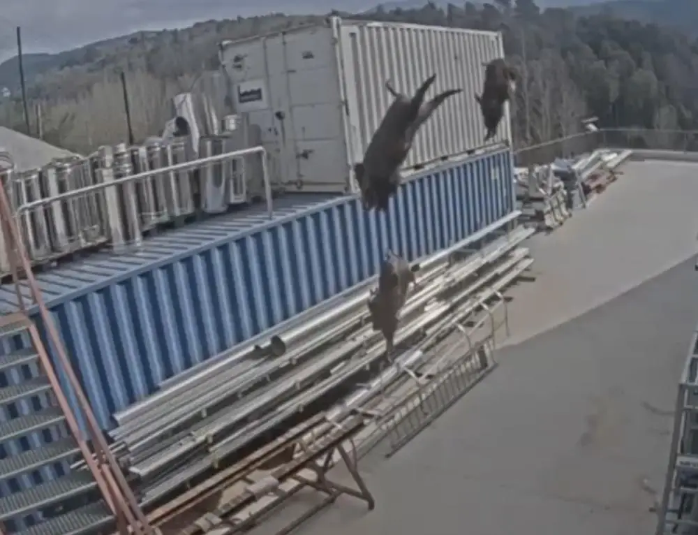 Read more about the article OMG Pigs Fly As Wild Boars Leap through The Air On CCTV
