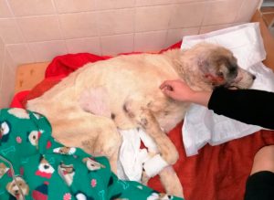 Read more about the article Starving Captive Dog With Worms In His Ears Has Died