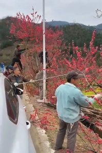 Read more about the article China Cuts Blossoming Trees To Deter Tourists