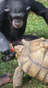 Read more about the article Cute Moment Chimp Shares Apple With Tortoise