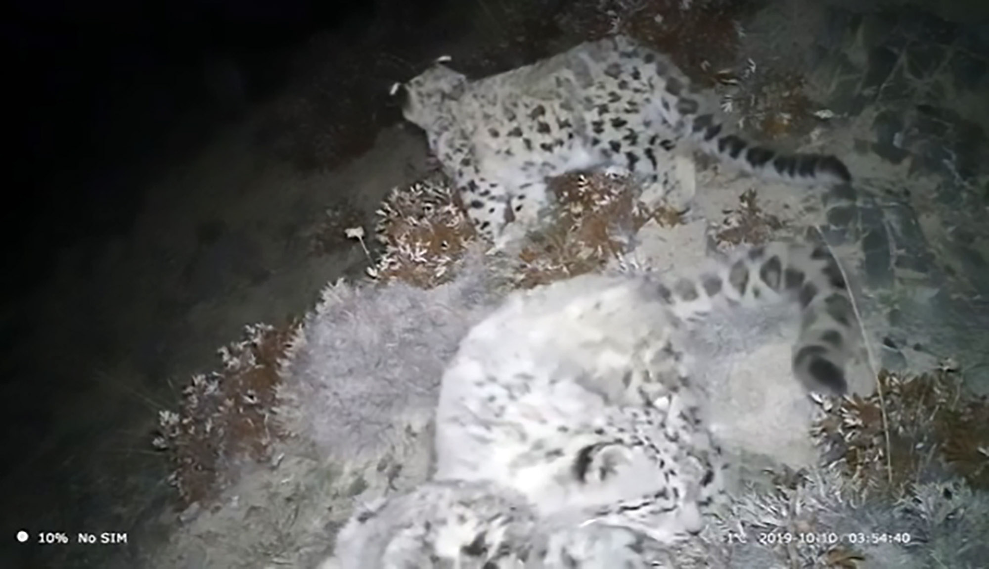 Read more about the article Rare Footage Of Wild Snow Leopard Mum And 3 Cubs