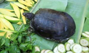 Read more about the article Turtle And Frog Back On Menu As China Relaxes Ban
