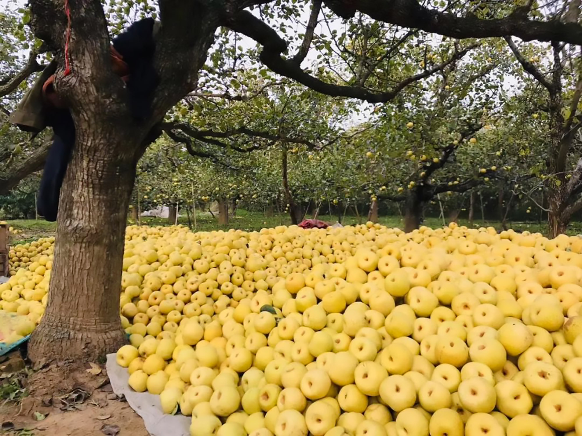 Read more about the article China Farmers Struggle To Flog 400,000 Tonnes Of Pears