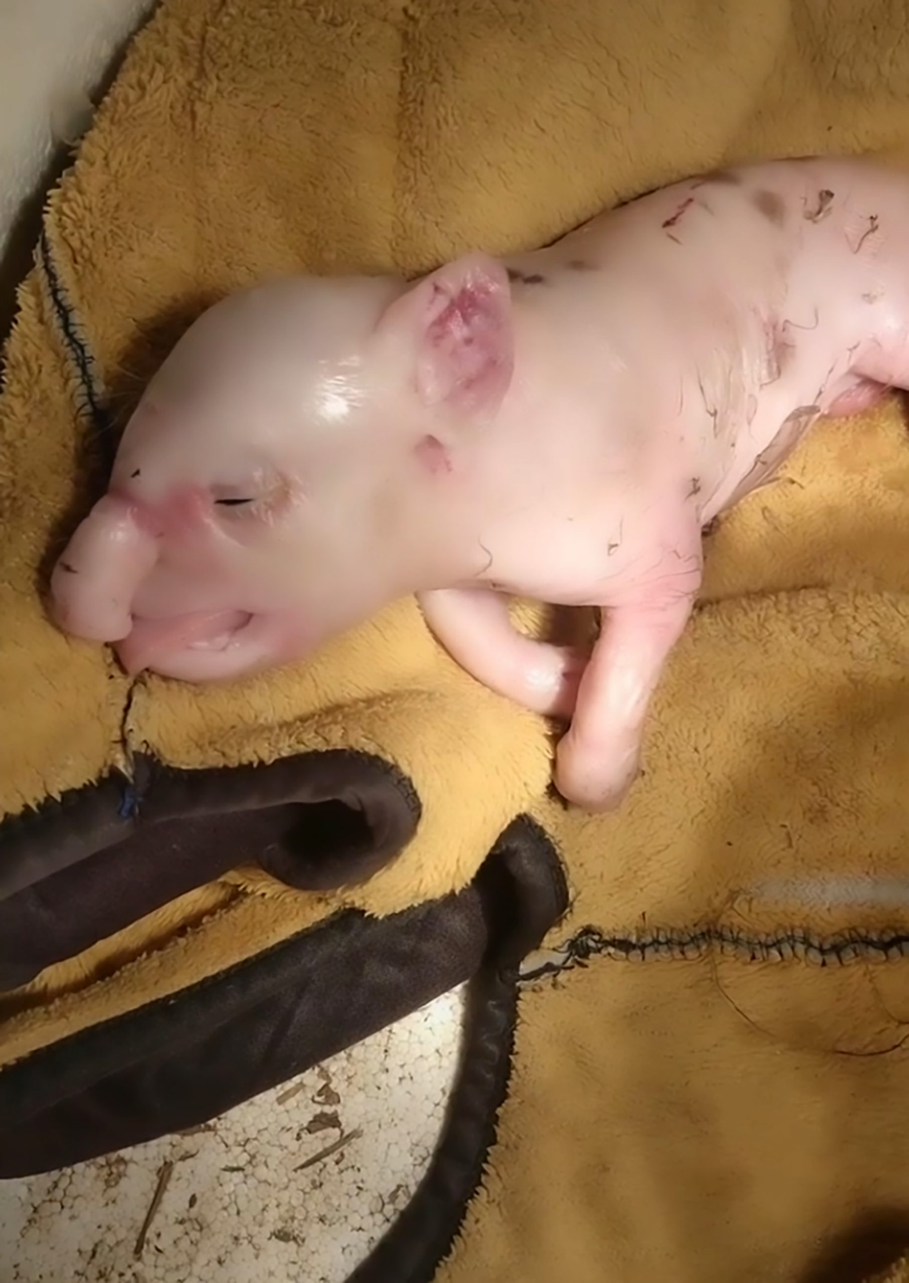 Read more about the article Mutant Piglet Born With Trunk Like Elephant