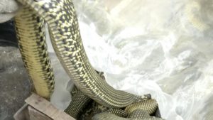 Read more about the article 100s Of Snakes Released Into Wild After China Ban