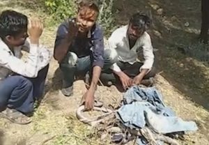 Read more about the article Workers Busted After Posting Vid Killing Protected Snake