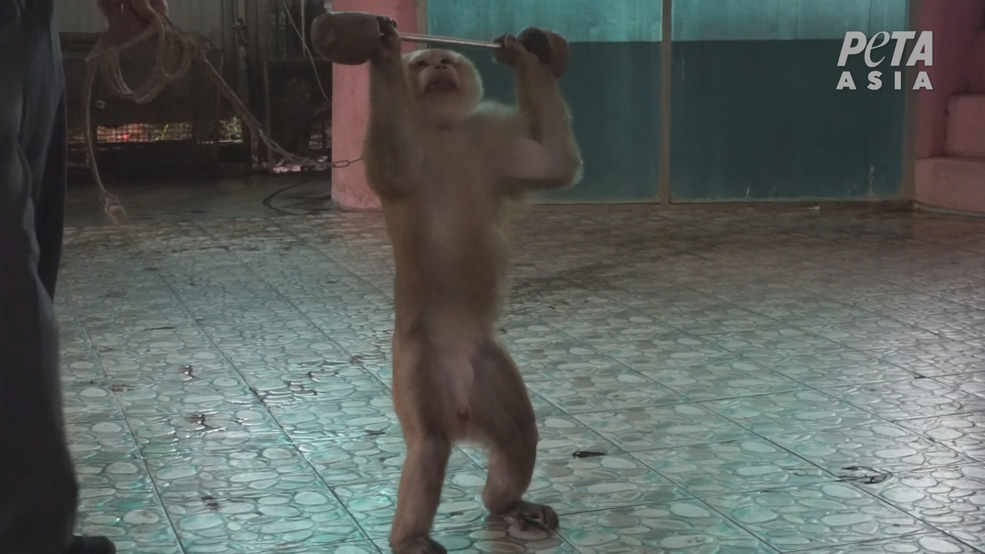 Read more about the article Monkey In Thailand Forced To Lift Weights For Tourists