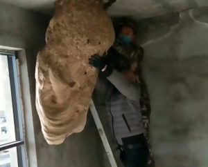 Read more about the article Huge 6ft Wasps Nest Occupies Newly-Built Home