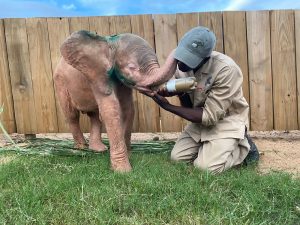 Read more about the article Cute Albino Baby Elephant Recovers From Snare Ordeal