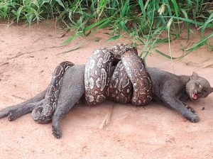 Read more about the article Boa Constrictor Wraps Self Around Wild Cat