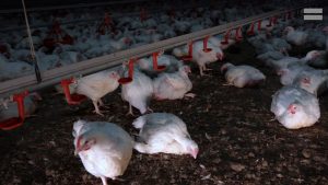 Read more about the article Footage Shows Dead Chickens On Intense Breeding Farms