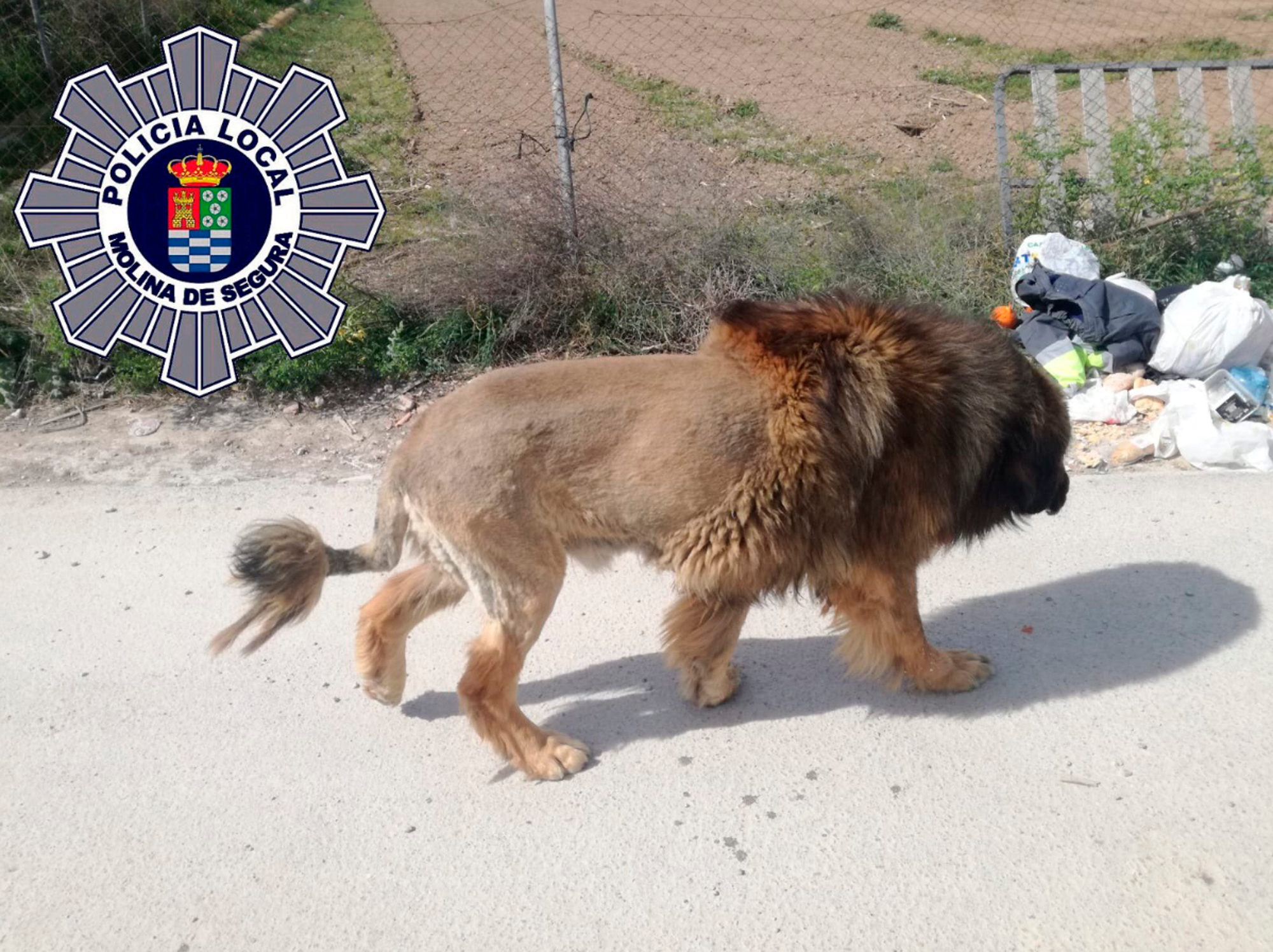 Read more about the article Cops Called For Lion Find Dog With Fur Trimmed Like Mane