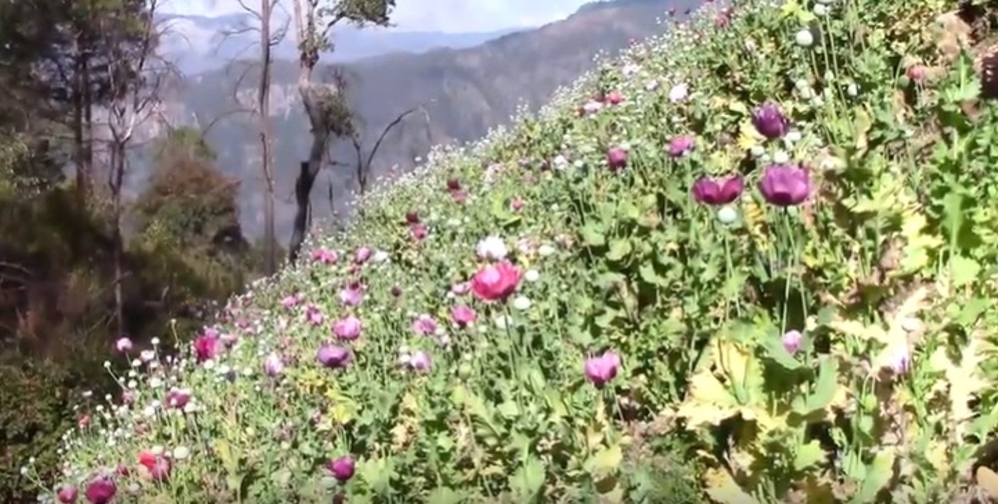 Read more about the article Mexican Army Burns Huge Opium Field In Mountain Region