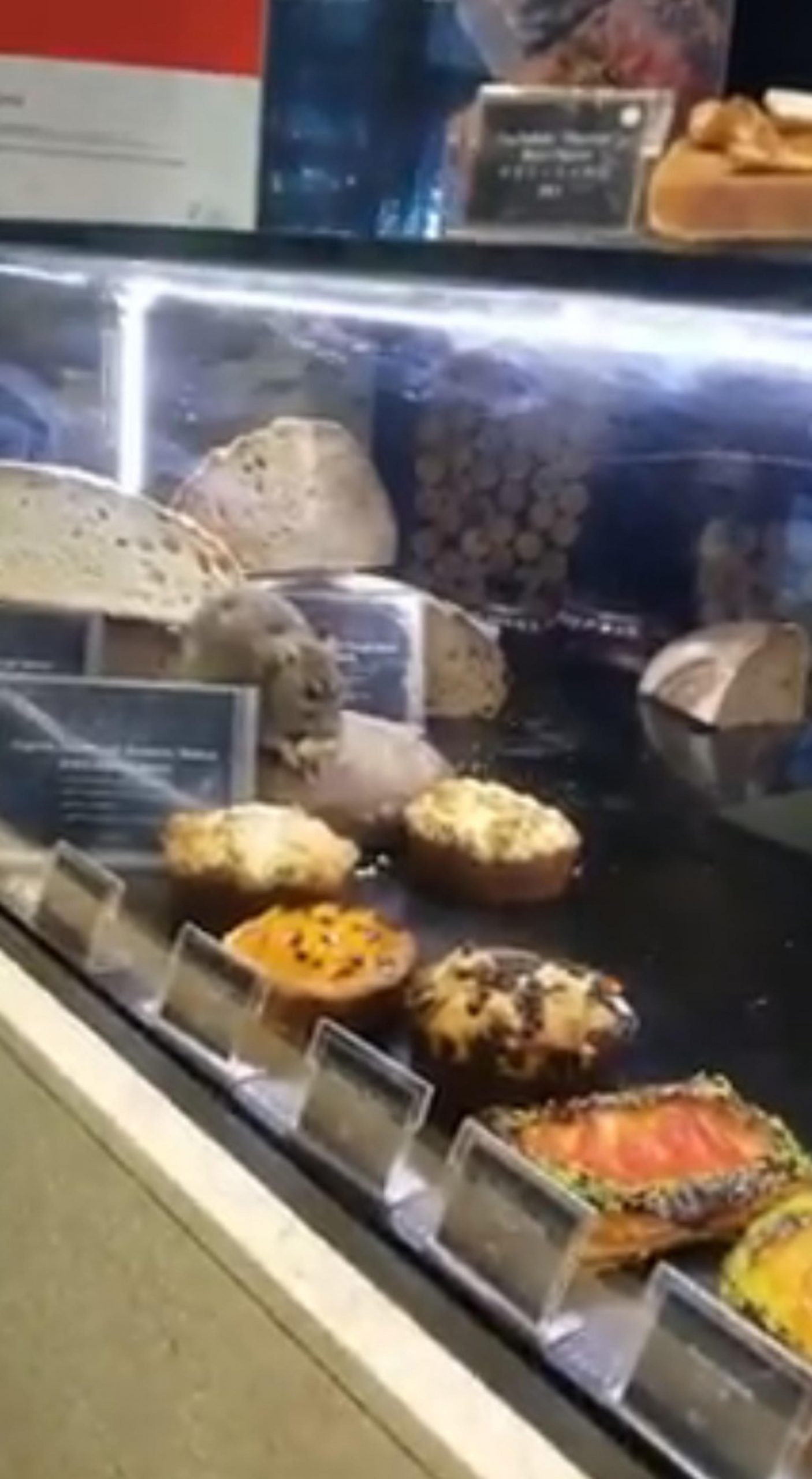 Read more about the article Moment Chubby Rat Eats Cake At French Pastry Store