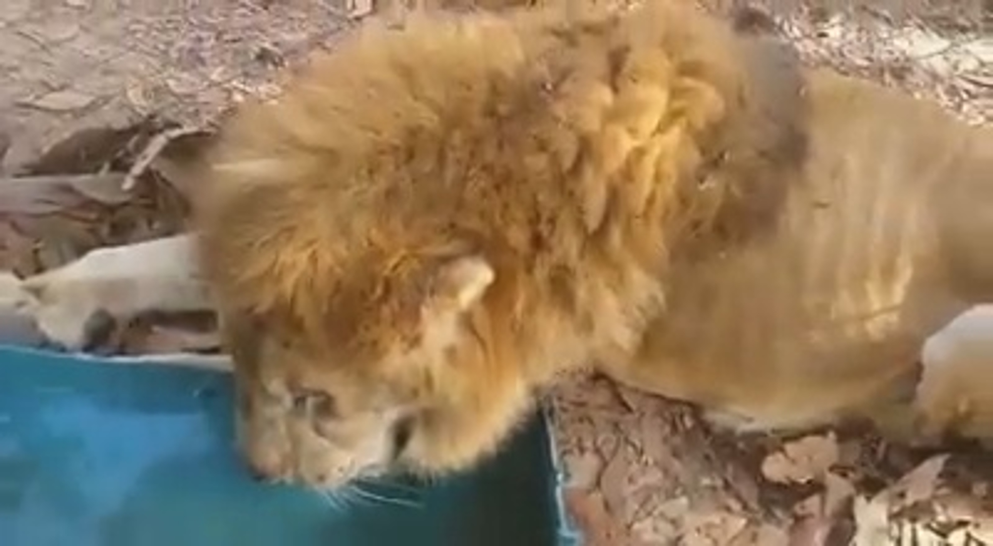 Read more about the article Lion Cannot Stand Up After Huge Weight Loss In Zoo