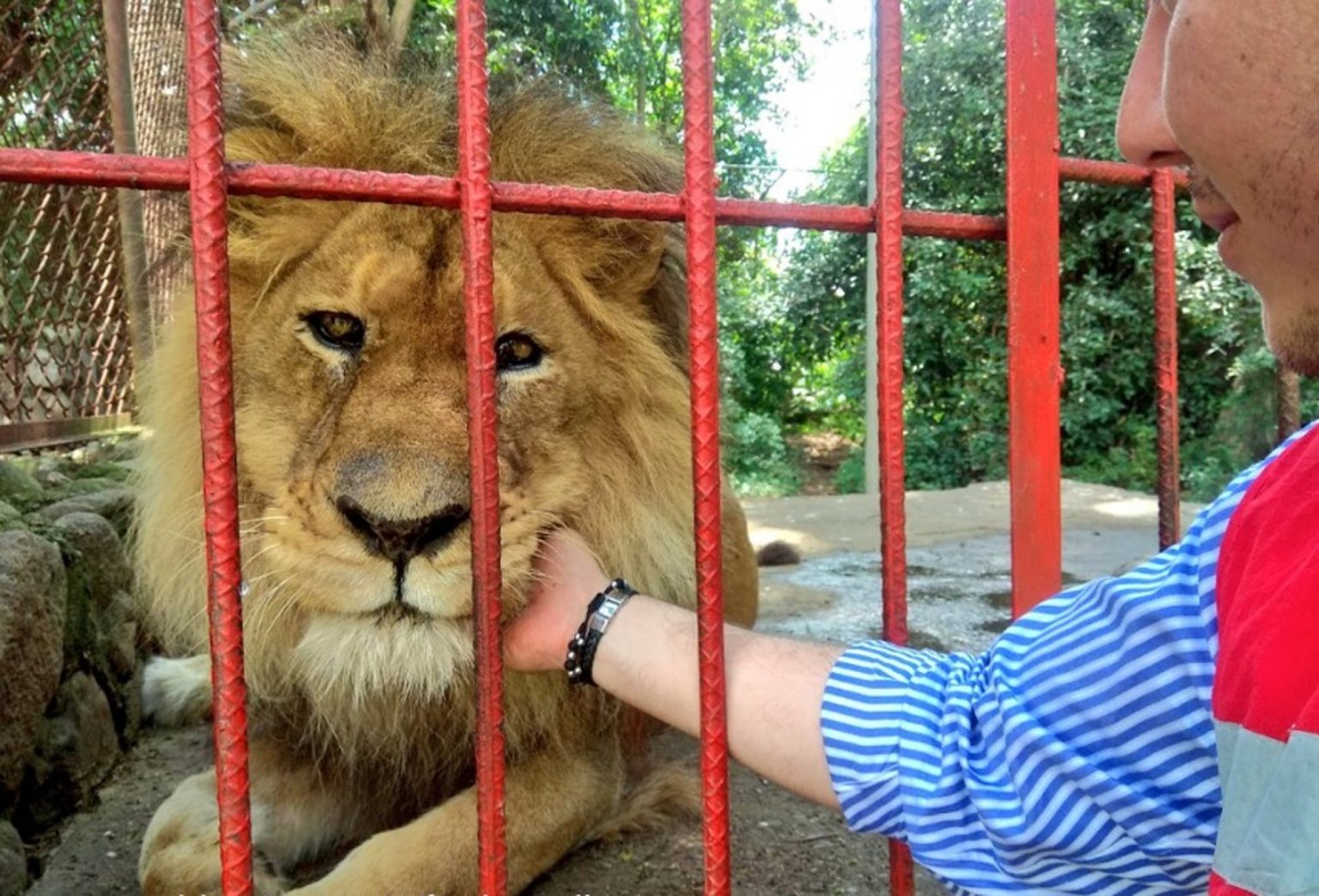 Лев в зоопарке