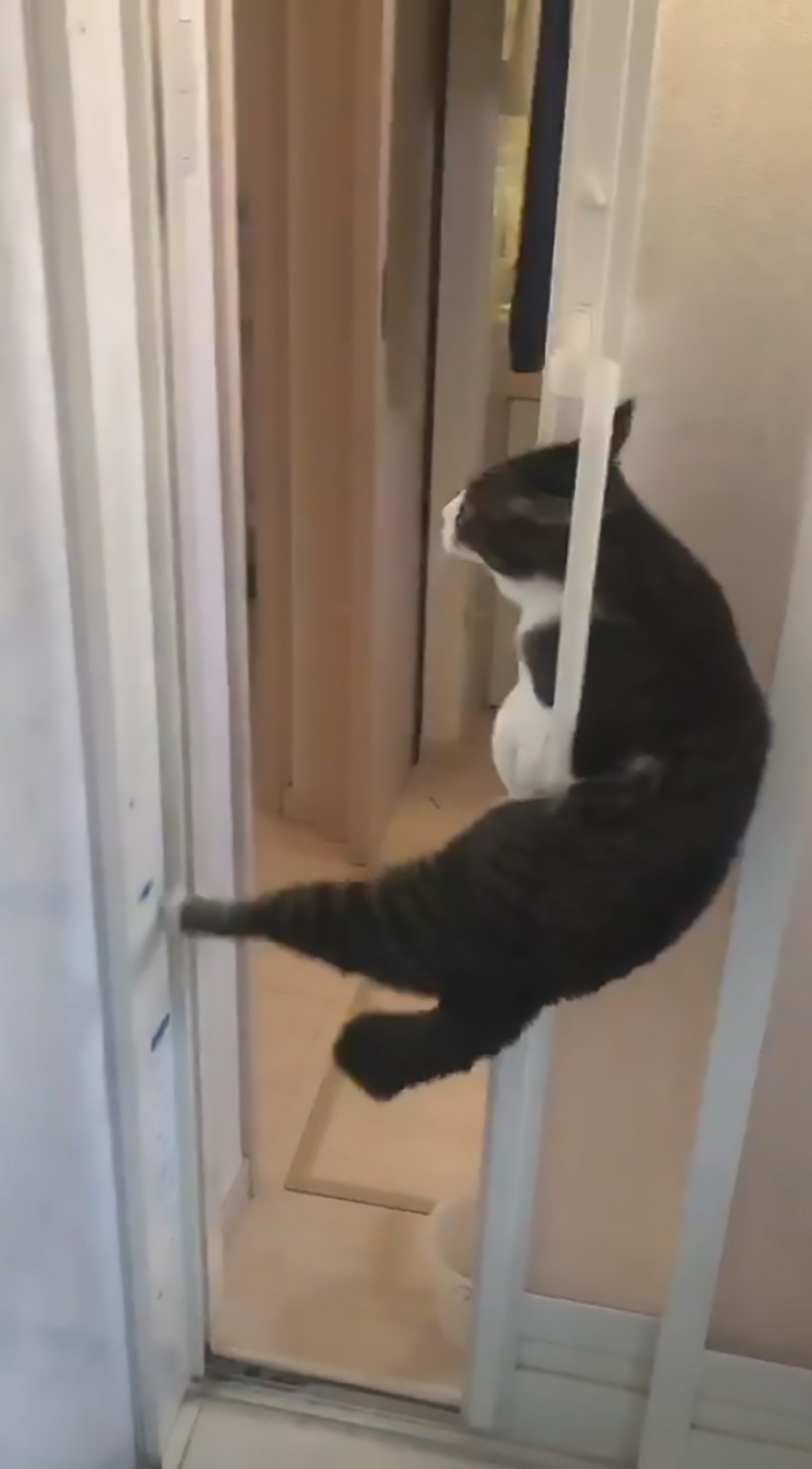 Read more about the article 3.1m Views For Clever Cats Trick To Escape From Shower