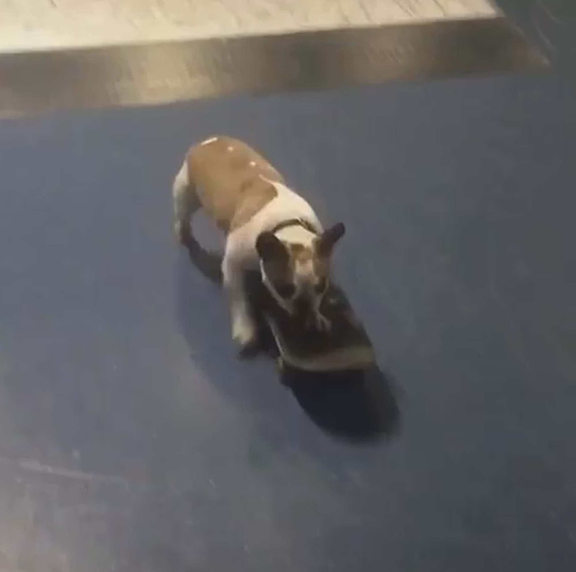 Read more about the article Cute Bulldog Teaches Itself How To Skateboard