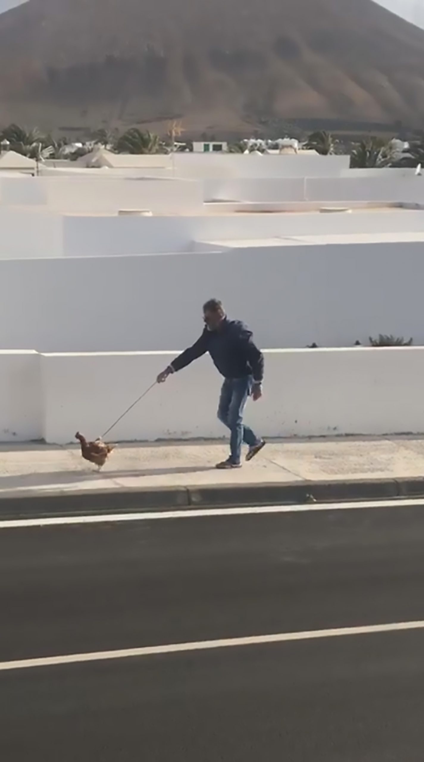 Read more about the article Man Walks Chicken On Lead During Lanzarote Lockdown