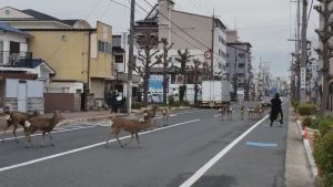 Read more about the article I Am Legend: Deer Roam In Deserted City Amid Outbreak
