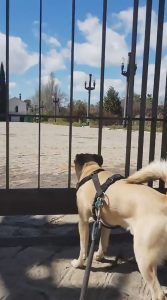 Read more about the article Viral: Spain Dog Cries At Gates To Fav Park As Its Shut