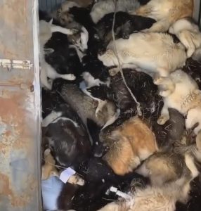 Read more about the article A Hundred Cats And Dogs Had Throats Cut At Shelter