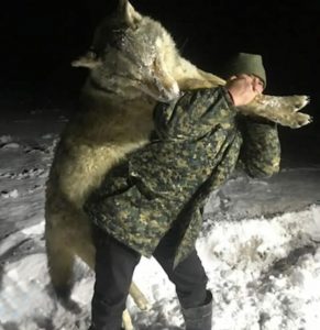 Read more about the article Huge Wolf Killed As Russian Villages Terrorised