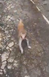 Read more about the article Moment Escaped Monkey Attacks Screaming Girl