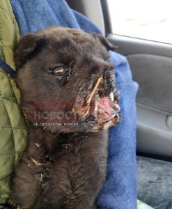 Read more about the article Shock Images After Firework Shoved In Cute Puppys Mouth