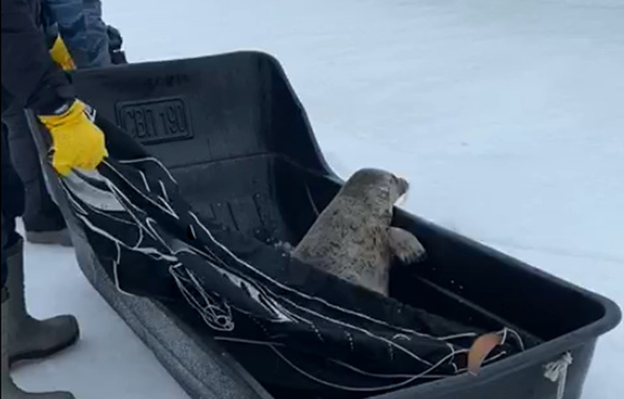 Read more about the article Moment Cute Seal Saved After Straying Inland
