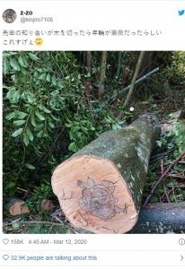 Read more about the article A Rose Image Is Seen In Cut Down Tree Trunk