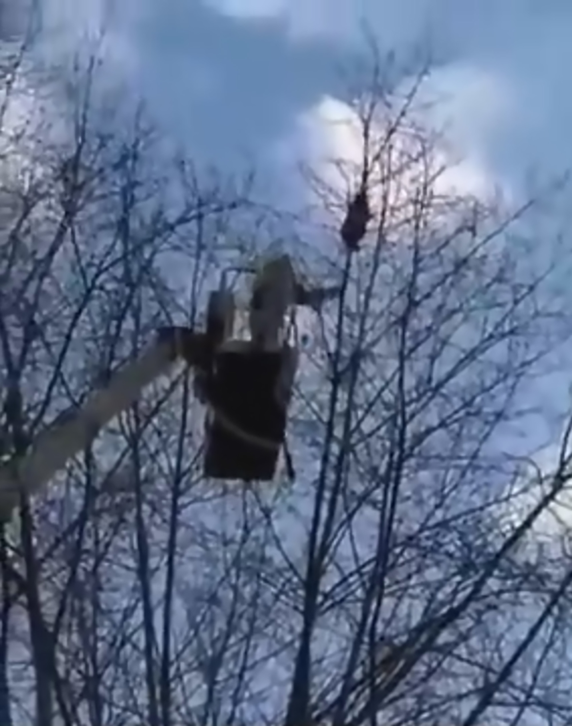 Read more about the article Raccoon Survives Huge Fall In Bungled Rescue Attempt