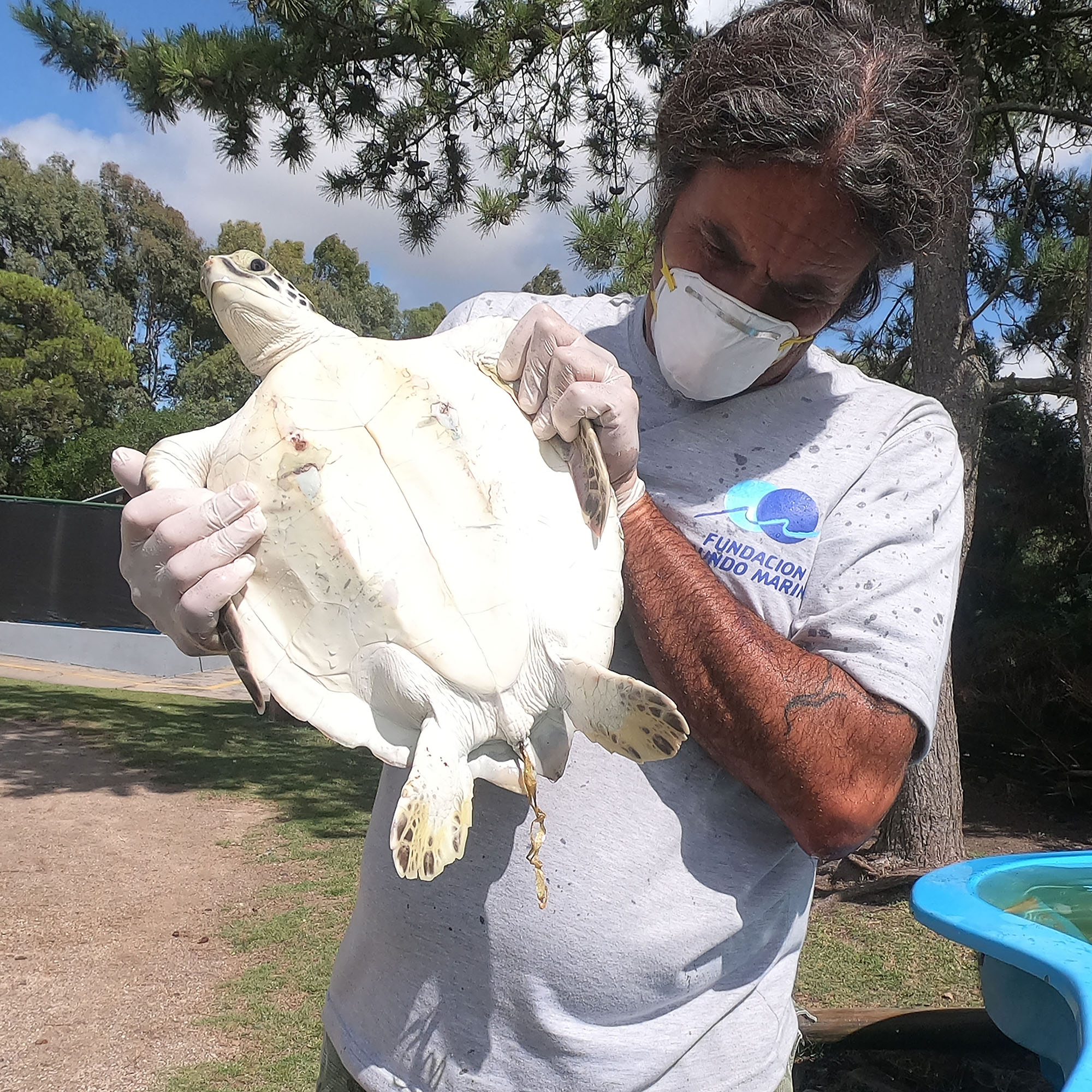 Read more about the article Turtle That Pooed 4ft Of Plastic Released Into Ocean