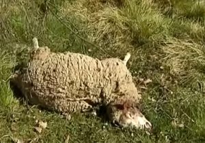 Read more about the article French To Drug Sheep To Cope With Wolf Attack Terror
