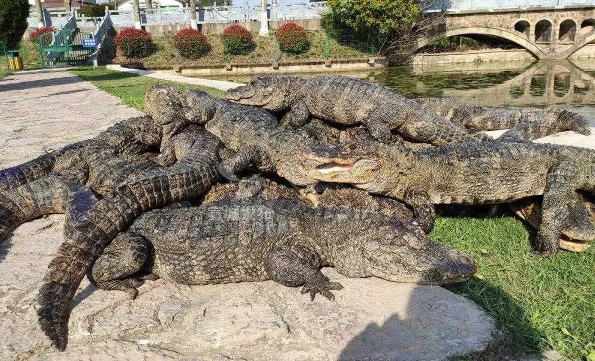 Read more about the article 14,000 Rare Alligators Dumped Back Into National Park