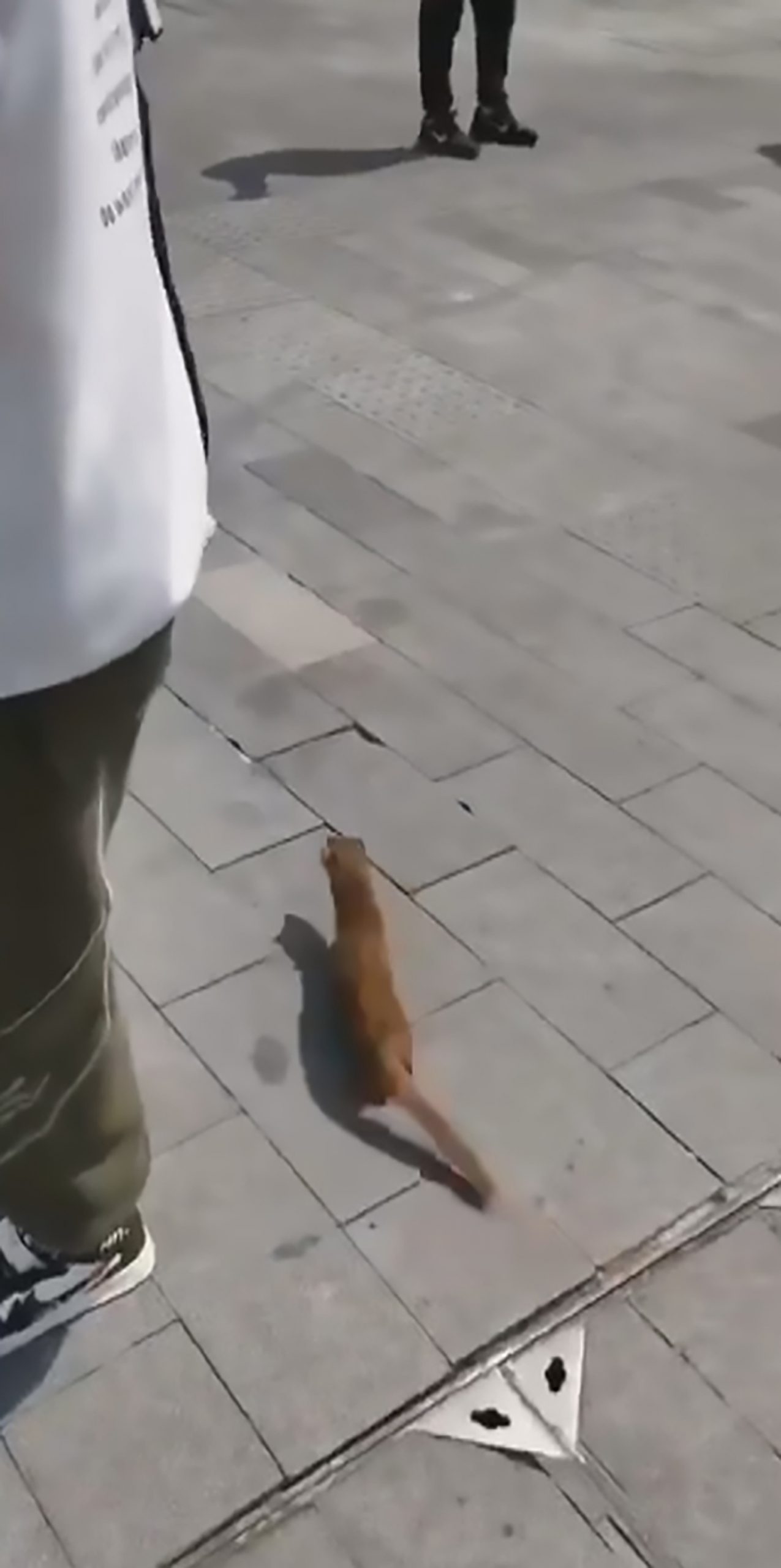 Read more about the article Hungry Weasel Begs For Food As Wuhan Lockdown Ends