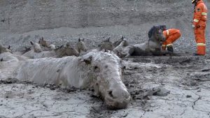 Read more about the article Fire Crews Rescue 18 Horses Stuck In Muddy Bog