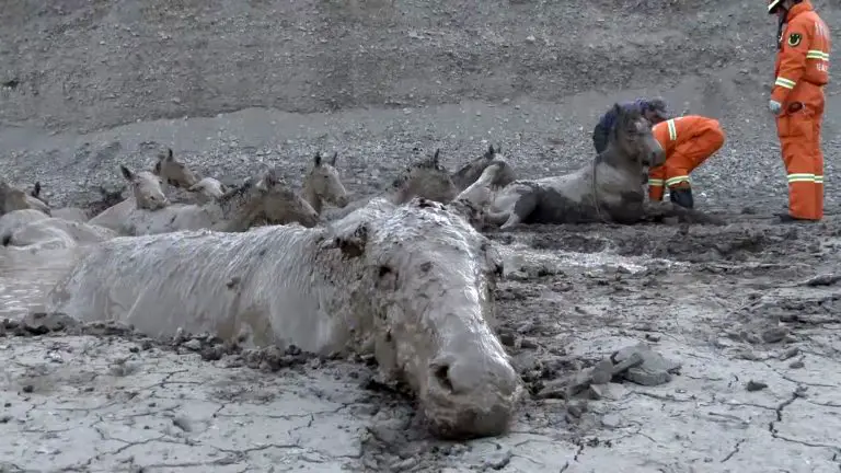 Fire Crews Rescue 18 Horses Stuck In Muddy Bog