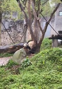 Read more about the article Adorable Panda Tries To Save Furry Pal Stuck Up Tree