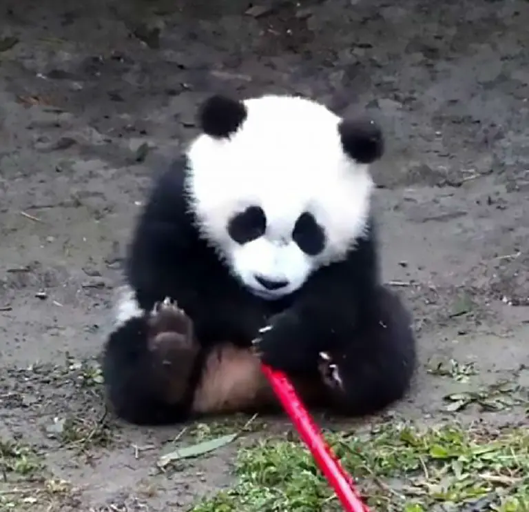 8 Month Old Panda Cub Suffocates To Death On Swing Viraltab