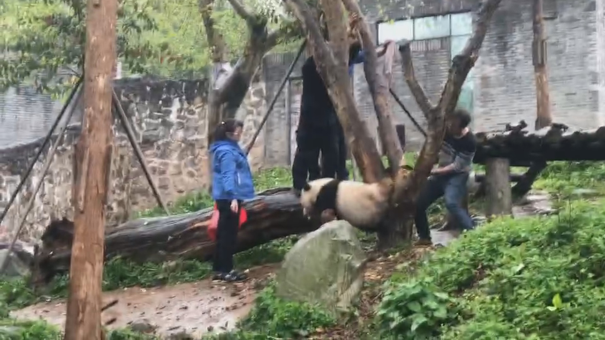 Read more about the article New Footage Of Million Dollar Panda Stuck In Tree