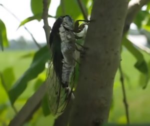 Read more about the article Chinese Cicadas Invaded Japan Through Broomsticks