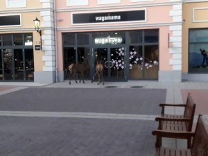 Read more about the article Deer Spotted Window Shopping At McArthurGlen Centre