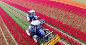 Read more about the article Dutch Tulip Farms Hit By Selfie Takers Get 600m Compo